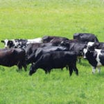 Beef producers want better insurance for new grazing techniques, among other requests.