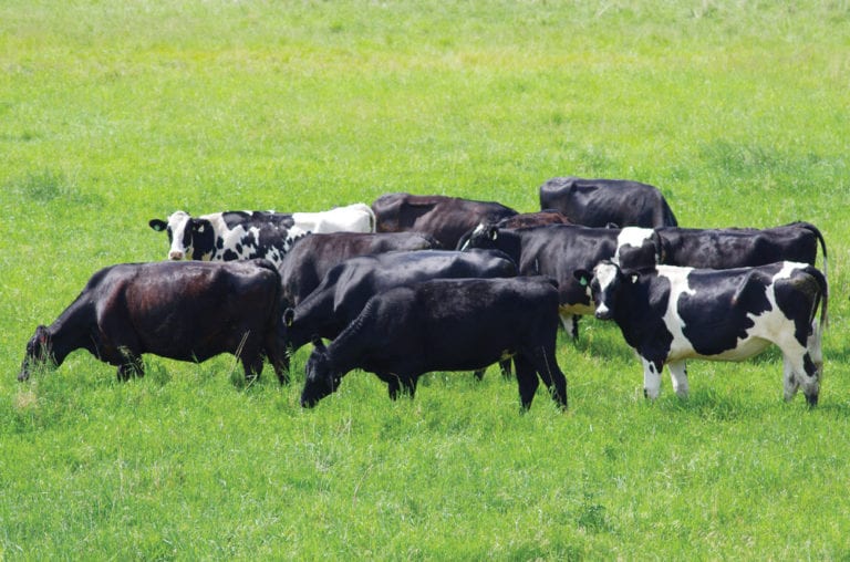 Time to tailor insurance, says Manitoba Beef Producers Manitoba Co