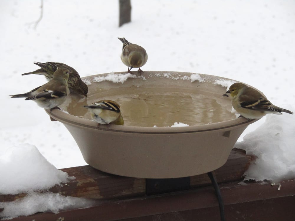 A heated bird bath will provide a source of water all winter.