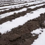 Unprecedented: Thousands of potato acres unharvested