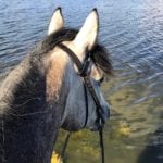 One type of mosquito, the Culex tarsal, spreads WNV to horses and humans and this species usually appears later in the summer season.