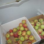 Boxes of apples are stored in a refrigerator.