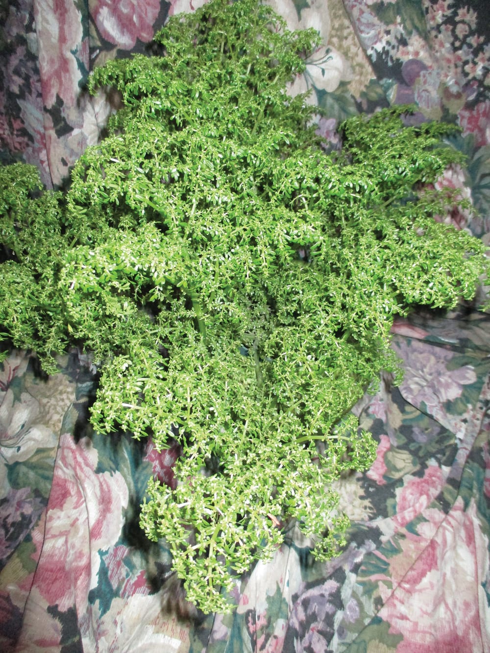 The artillery fern is an attractive tabletop plant.