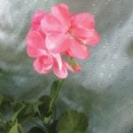 The shell-pink blooms are small compared to those of recent geranium hybrids.
