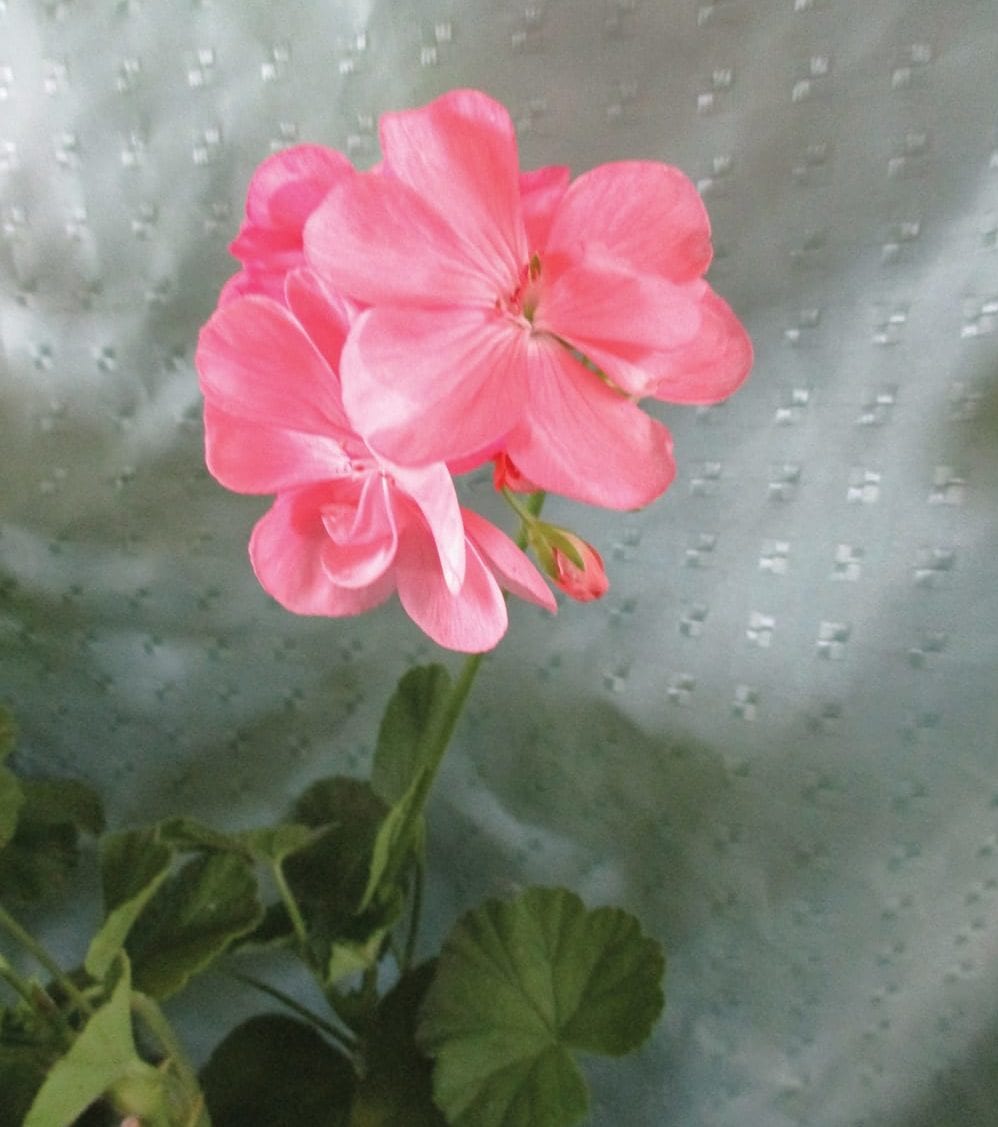 The shell-pink blooms are small compared to those of recent geranium hybrids.