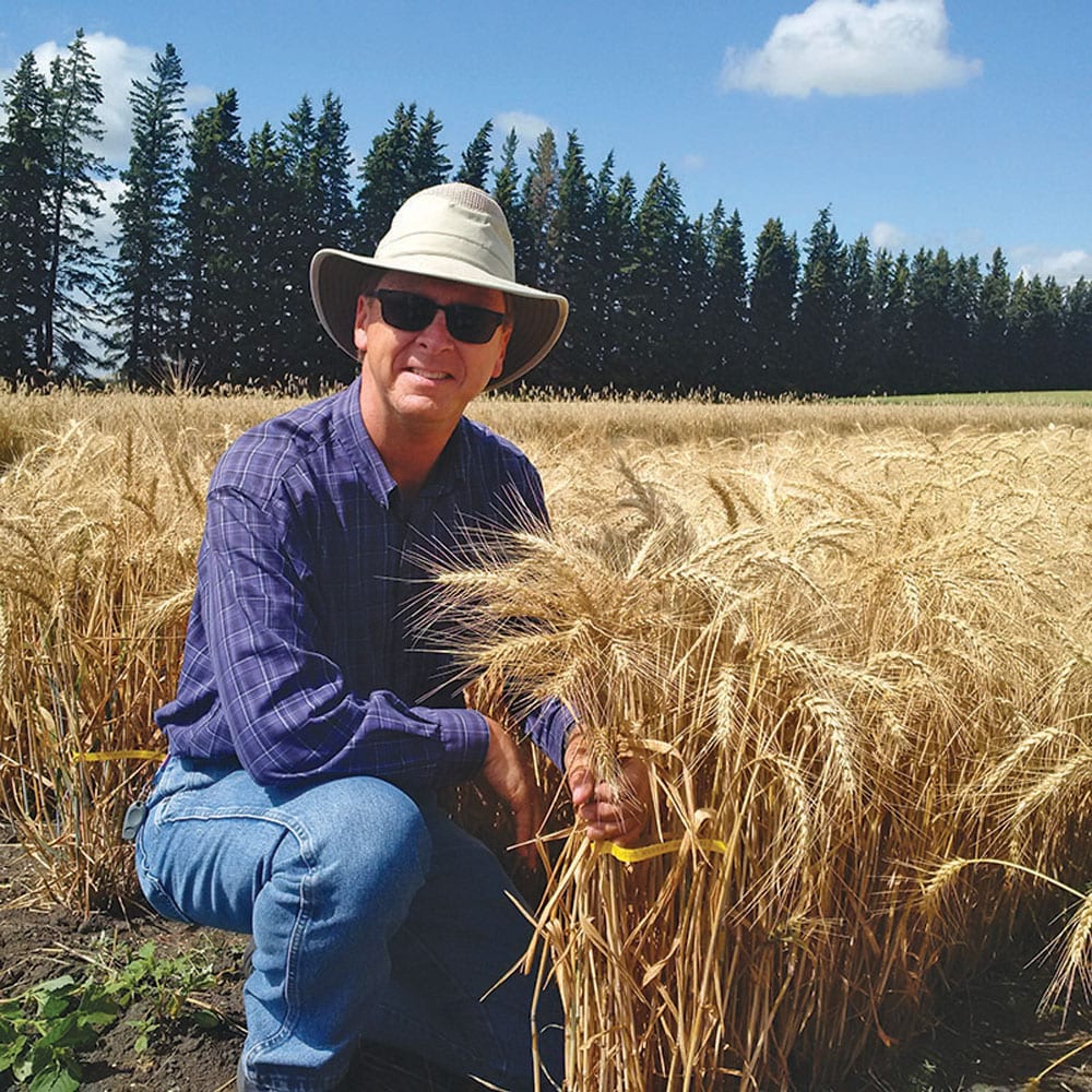 Robert Graf is a research scientist at the Lethbridge Research and Development  Centre working to develop a premium quality winter wheat.