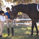 All aspects of riding will be taught at the 4-H club.