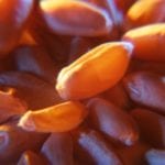 One proposal is that an end point royalty would be collected when farmers sold their cereal crop.