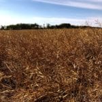 For the week ending Oct. 26, there was enough canola still in fields waiting to be harvested that markets will feel once it enters the bin.