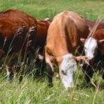 Balancing the needs of livestock producers on grazing lands and protecting species at risk don’t have to be competing goals.