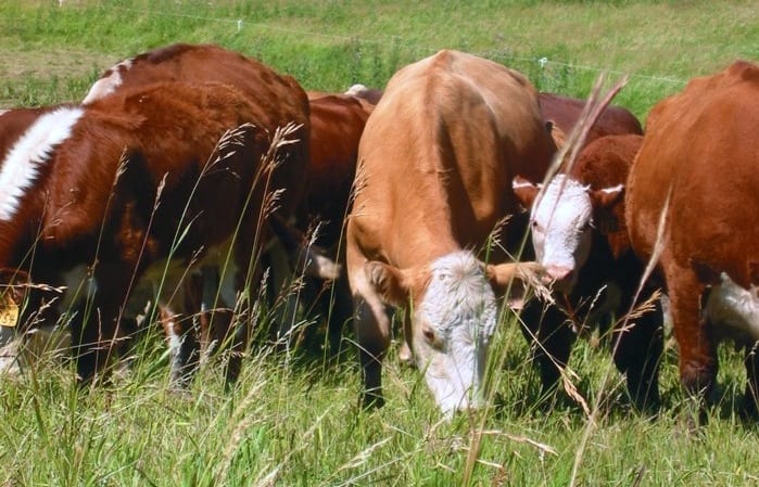 Balancing the needs of livestock producers on grazing lands and protecting species at risk don’t have to be competing goals.