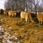 If an animal becomes injured for some reason, in most cases they still have value – but there is also a need to end suffering as quickly as possible.