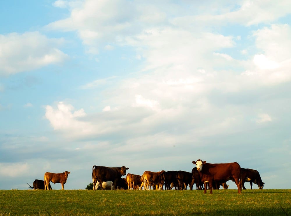 Details of Crown land changes for grazing raise concerns