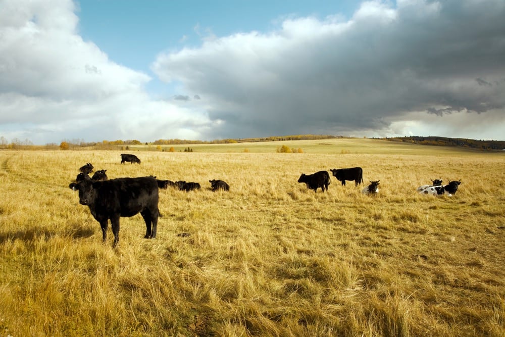cattle on pasture