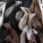 Cattle producers in Manitoba are welcoming the addition of more locations that qualify for the livestock tax deferral program.