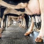 row of cows being milked