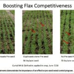 Seed early and heavily to boost flax