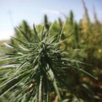 The hemp sector is experiencing a few growing pains lately.