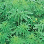 Manitoba hemp growers could see new markets, including non-human food markets like cattle feed, develop in the coming years.