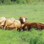 Livestock integration will likely feature heavily when the MFGA regenerative agriculture conference comes to Brandon
November 27-28.