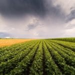 A university research team estimates that feeding the global population in 2050 will require 12 million more hectares of arable land and one billion more hectares of pasture land if current food choices are maintained.