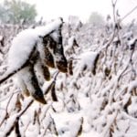 Snow covers soybeans in the field between Neepawa and Arden on October 3.