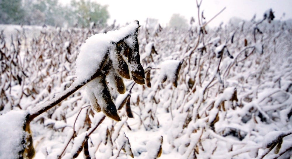 Snow covers soybeans in the field between Neepawa and Arden on October 3.