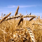 Prairie spring wheat bids down with U.S. futures