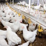 Broiler chickens are so distinct from earlier chickens they’re an unmistakable signal of man’s effect on nature.