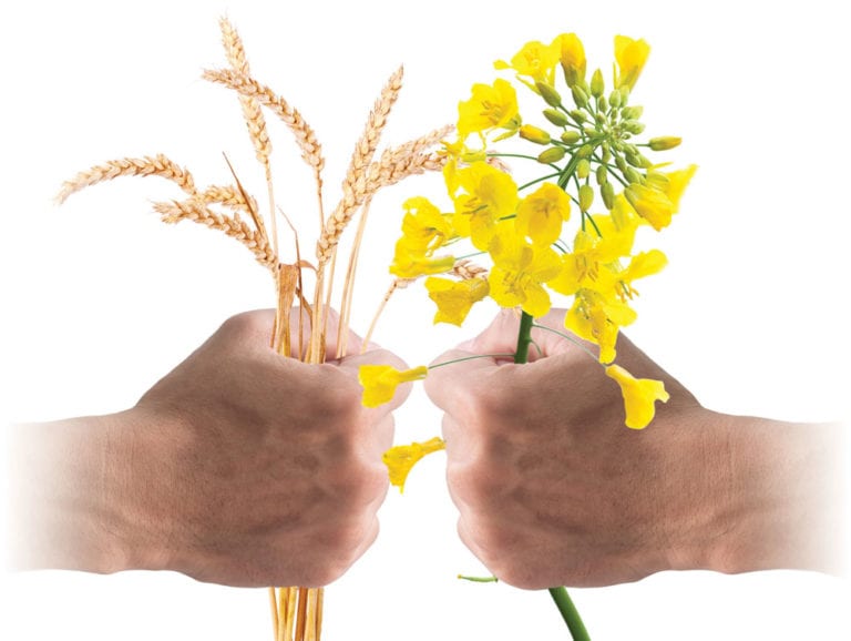 Why is canola winning acres and not wheat? Manitoba Cooperator