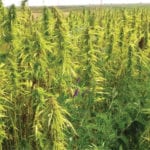 Hemp underseeded with hairy vetch.