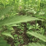 Hemp underseeded with clover.