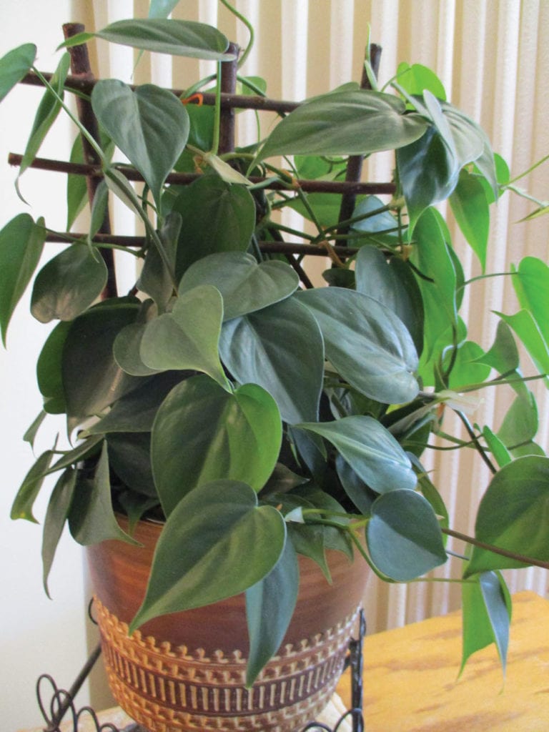 Displaying trailing plants indoors Manitoba Cooperator