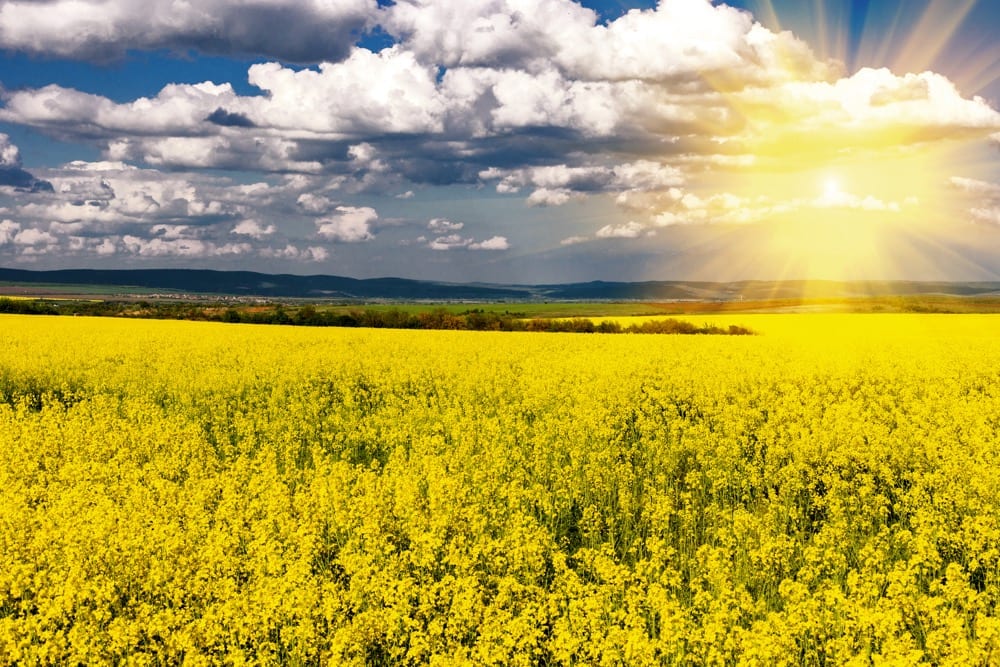 Market access and boosting canola production remain top priorities, says the Canola Council of Canada