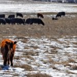 Sal sizes have been smaller lately as many auction marts prepare for the holiday break.