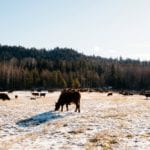 After a tough summer, cattle producers didn't move to cull as quickly as expected this fall.