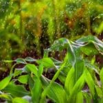 Crop irrigation in the U.S. withdraws 118 billion gals. of water daily while its livestock sector uses an additional two billion gals. a day.