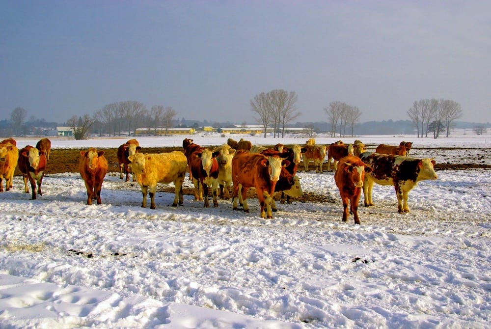Arthritis comes on with age, but longevity can often be increased with proper diet and keeping cows in a good body condition.