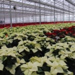 Commercial greenhouse production in Manitoba has an overall value estimated at $36.6 million to the provincial economy. Direct employment from these operations is estimated at 324 full-time equivalent jobs annually.