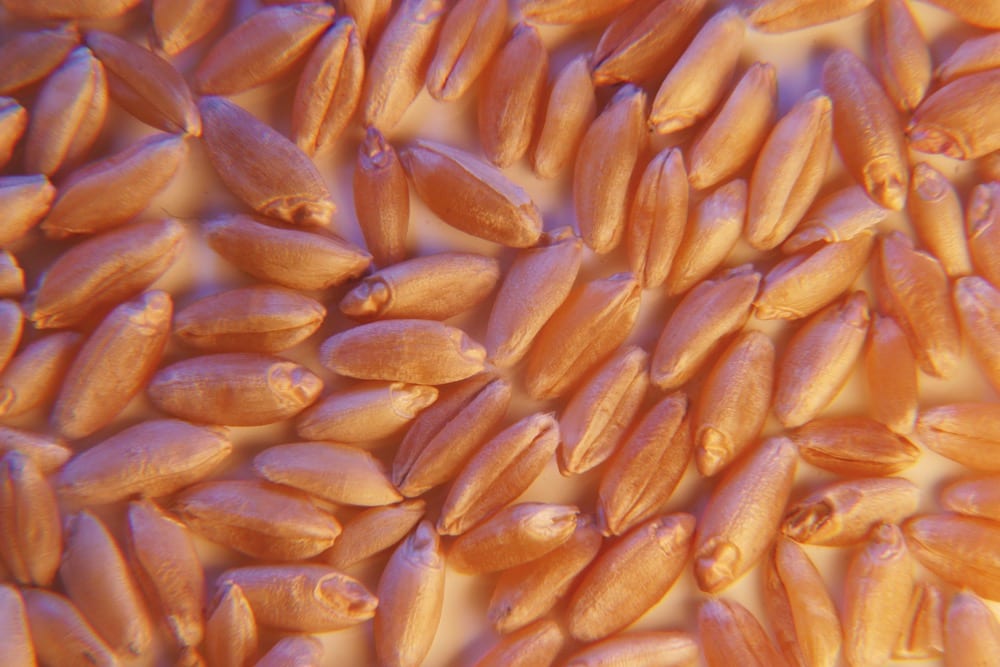 Average durum prices were up, with bids ranging anywhere from $214 in northwestern Saskatchewan to $228 in western Manitoba.