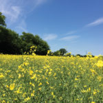 Farm Credit Canada says grain producers have a lot of variables to contemplate in the upcoming season.