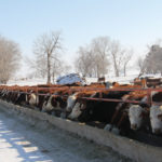 Serious consequences can result from not providing pregnant cows with enough protein during the winter.