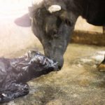 Newborn calves must suckle soon after birth to get the lifelong health benefits of consuming colostrum.