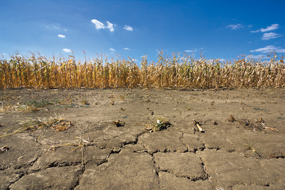 Dry conditions can have lingering effects like higher pesticide residue levels that must be managed at the farm level to protect trade opportunities.