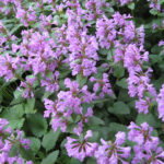Big Betony, an AAS winner, is a hardy, dependable perennial for a Prairie garden.