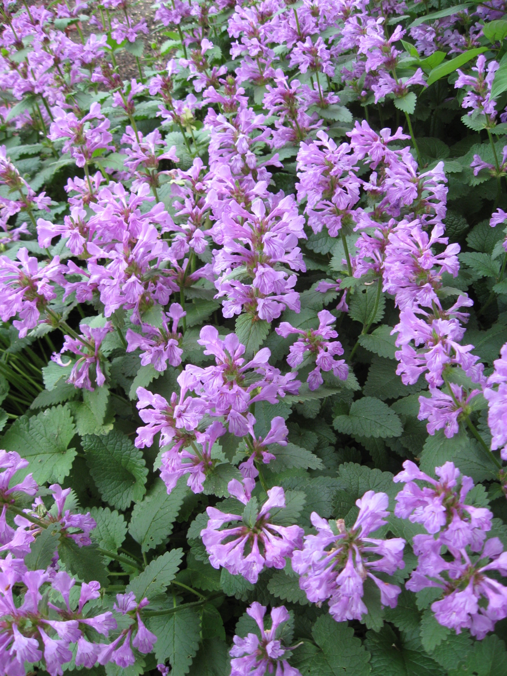 Big Betony, an AAS winner, is a hardy, dependable perennial for a Prairie garden.