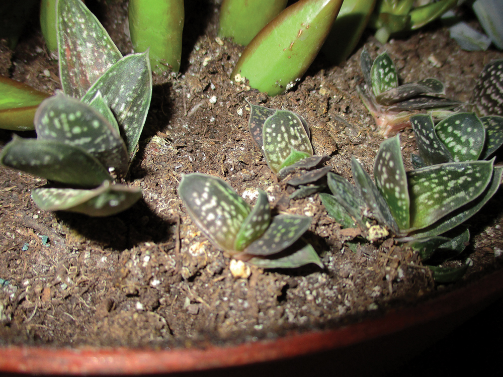 These small offshoots of G. maculata have been detached from the parent plant and planted into a container for future use.