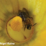 Wild bees like this aren’t exactly like honeybees when it comes to how they react to pesticides in the environment.