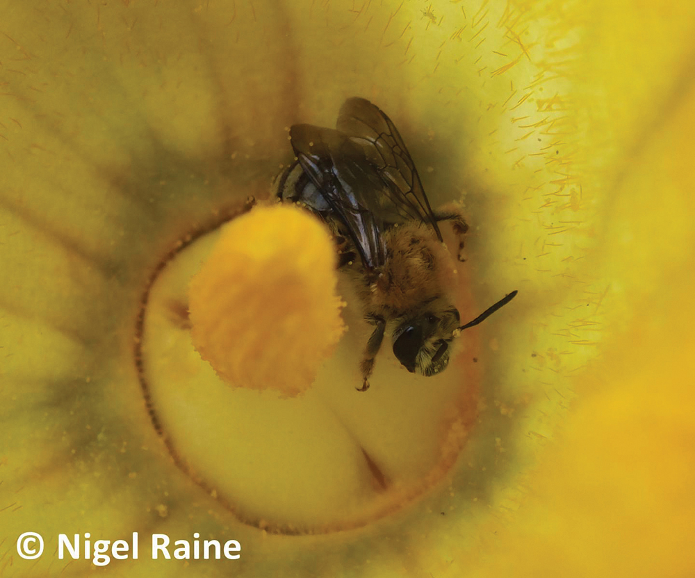 Wild bees like this aren’t exactly like honeybees when it comes to how they react to pesticides in the environment.