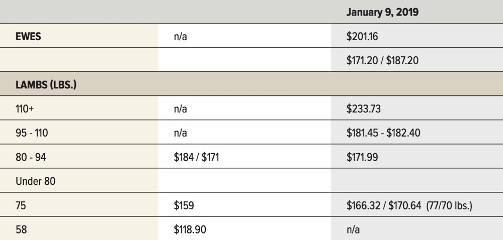 A slow sheep sale to start to the year
